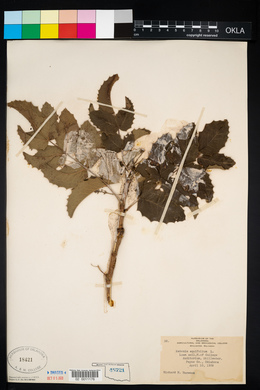 Mahonia aquifolium image