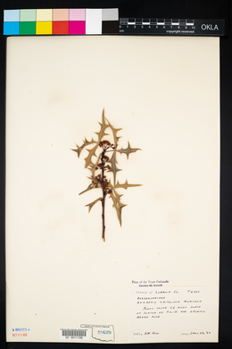 Berberis trifoliolata image