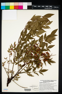 Nandina domestica image