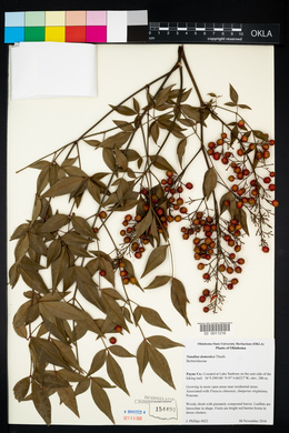 Nandina domestica image