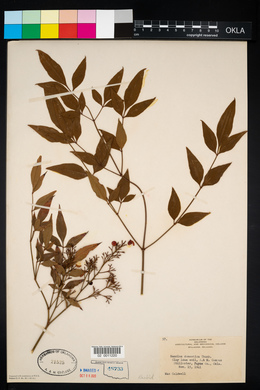 Nandina domestica image