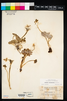 Anemone berlandieri image