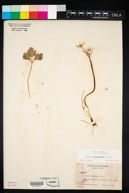 Anemone berlandieri image