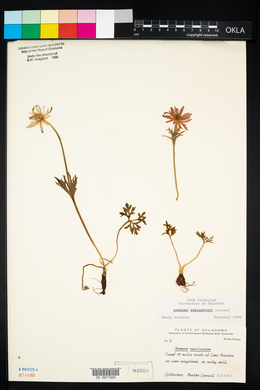 Anemone berlandieri image