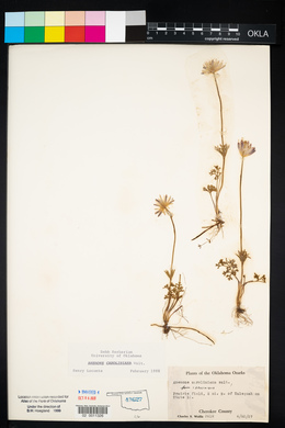 Anemone caroliniana image