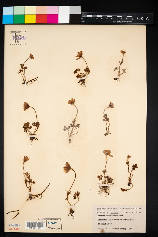 Anemone caroliniana image