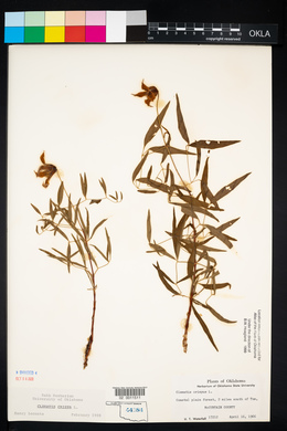 Clematis crispa image