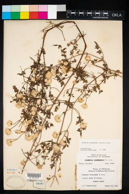 Clematis drummondii image