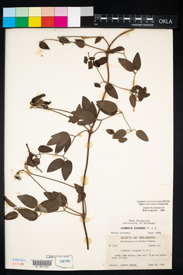 Clematis pitcheri image