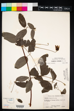 Clematis pitcheri image