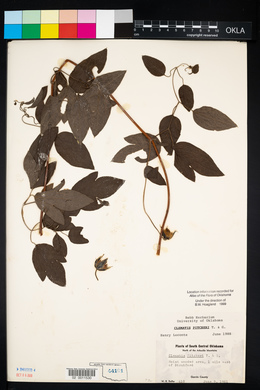 Clematis pitcheri image