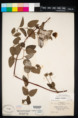 Clematis pitcheri image