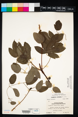 Clematis pitcheri image