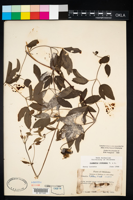 Clematis pitcheri image