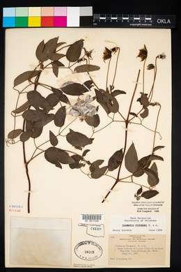 Clematis pitcheri image