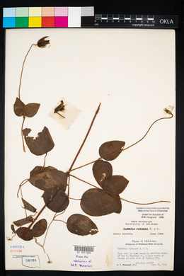 Clematis pitcheri image