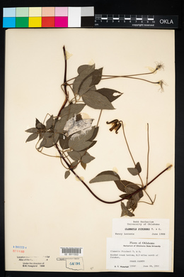 Clematis pitcheri image