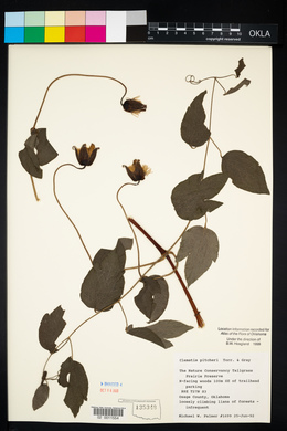 Clematis pitcheri image