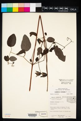 Clematis pitcheri image