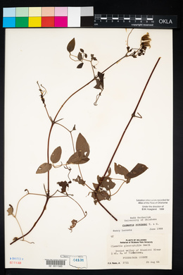 Clematis pitcheri image