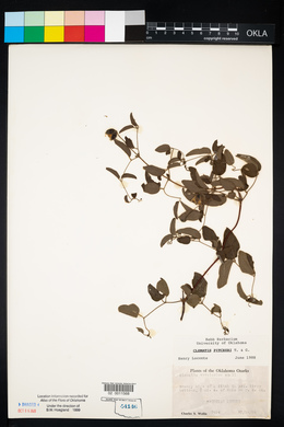 Clematis pitcheri image