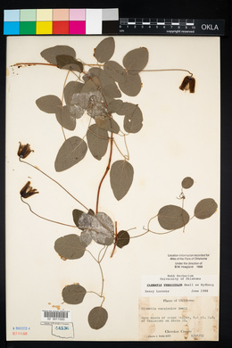 Clematis versicolor image