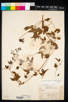 Clematis pitcheri var. filifera image