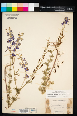 Delphinium ajacis image