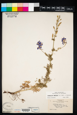 Delphinium ajacis image