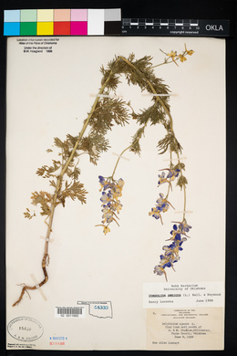 Delphinium ajacis image