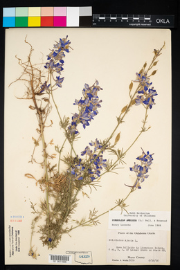 Delphinium ajacis image