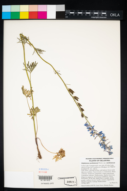 Delphinium carolinianum subsp. carolinianum image