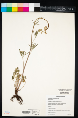 Delphinium carolinianum image