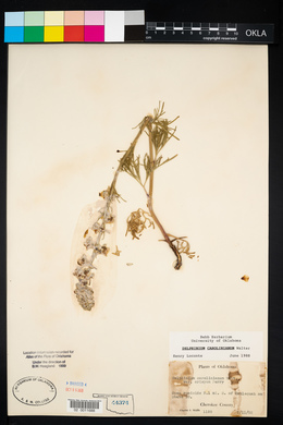 Delphinium carolinianum image