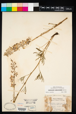 Delphinium carolinianum image