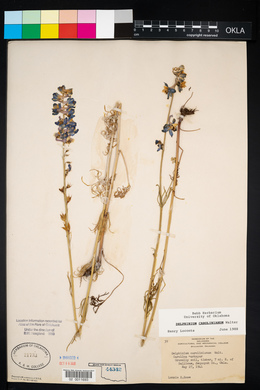 Delphinium carolinianum image