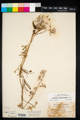 Delphinium carolinianum image
