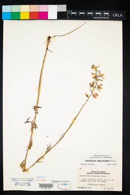 Delphinium carolinianum image