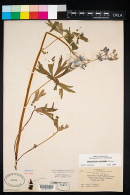 Delphinium carolinianum image