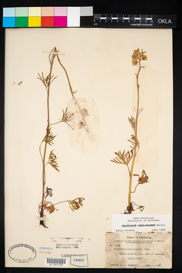 Delphinium carolinianum image