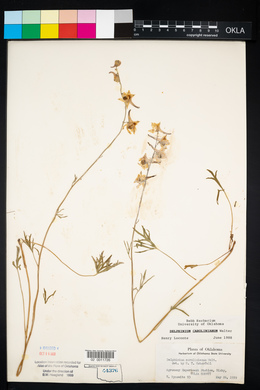 Delphinium carolinianum image