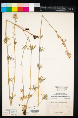 Delphinium carolinianum image