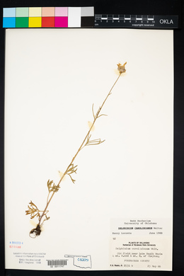 Delphinium carolinianum image