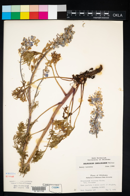 Delphinium carolinianum image