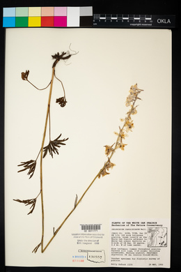 Delphinium carolinianum image