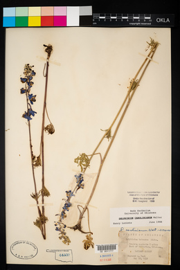 Delphinium carolinianum image