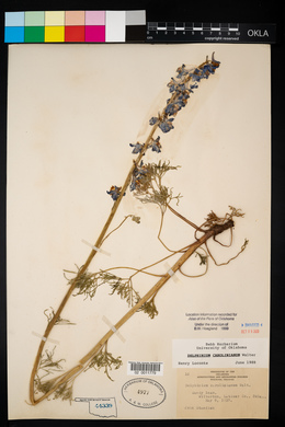 Delphinium carolinianum image