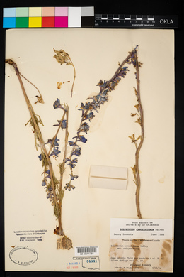 Delphinium carolinianum image