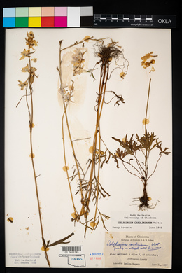 Delphinium carolinianum image