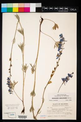 Delphinium carolinianum image